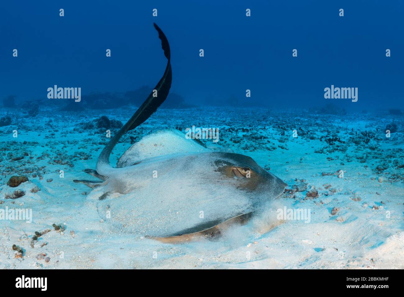 Cowtail stingray (Pastinachus sephen) strikes with tail and starts from the sandy bottom, Indian Ocean, Maldives Stock Photo