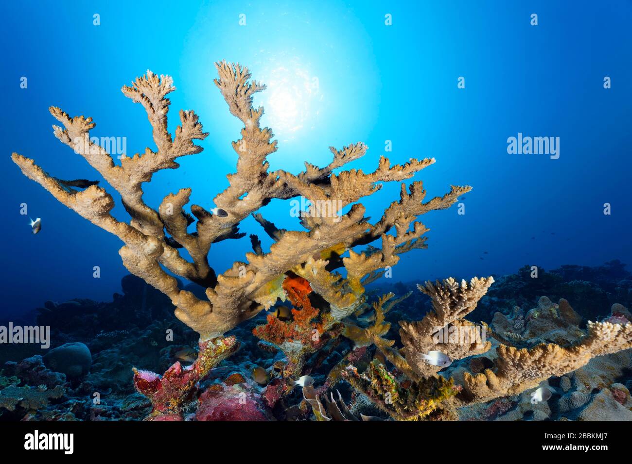 Antler coral, Moose horn coral (Acropora florida), Back light, Sun, Indian Ocean, Maldives Stock Photo