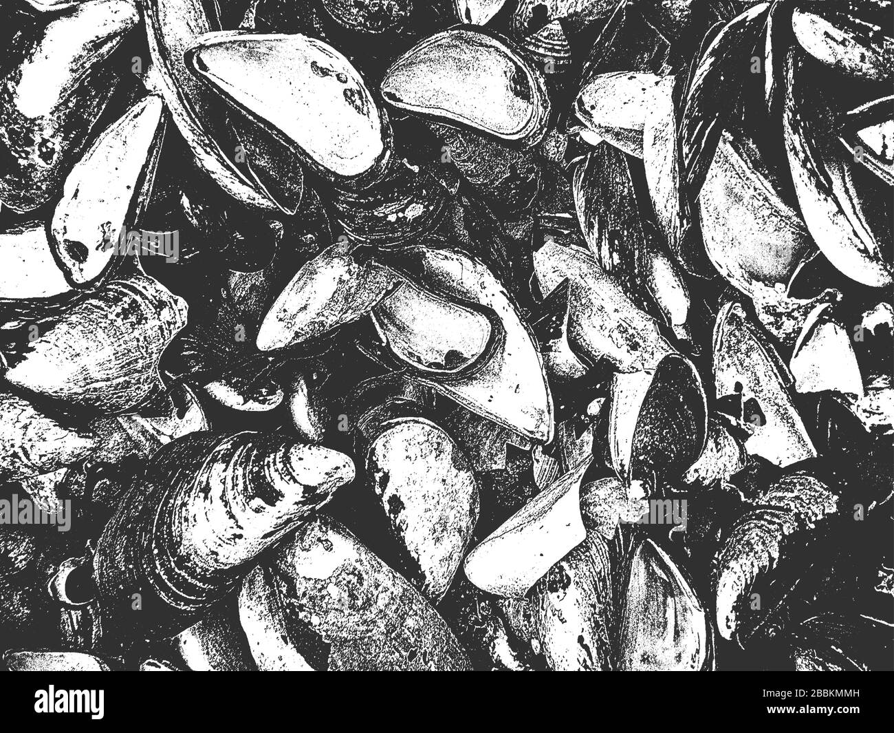 Distress seashell vector texture. EPS8 illustration. Black and white grunge background. Stone, sea, beach, ocean. Stock Vector