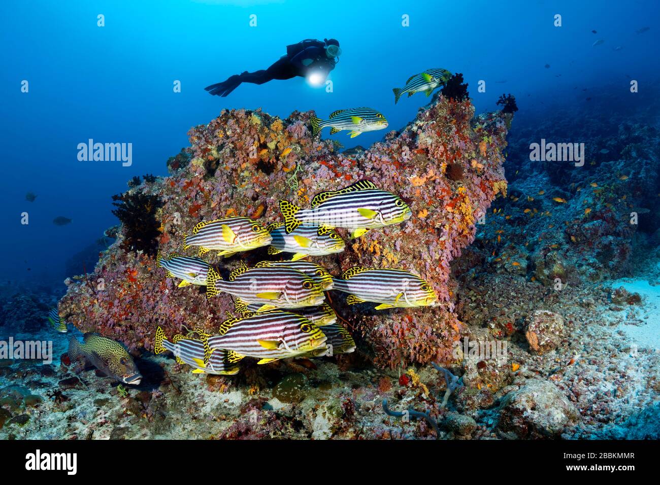 Diver observes swarm Oriental sweetlips (Plectorhinchus vittatus), swimming off coral block, Indian Ocean, Maldives Stock Photo
