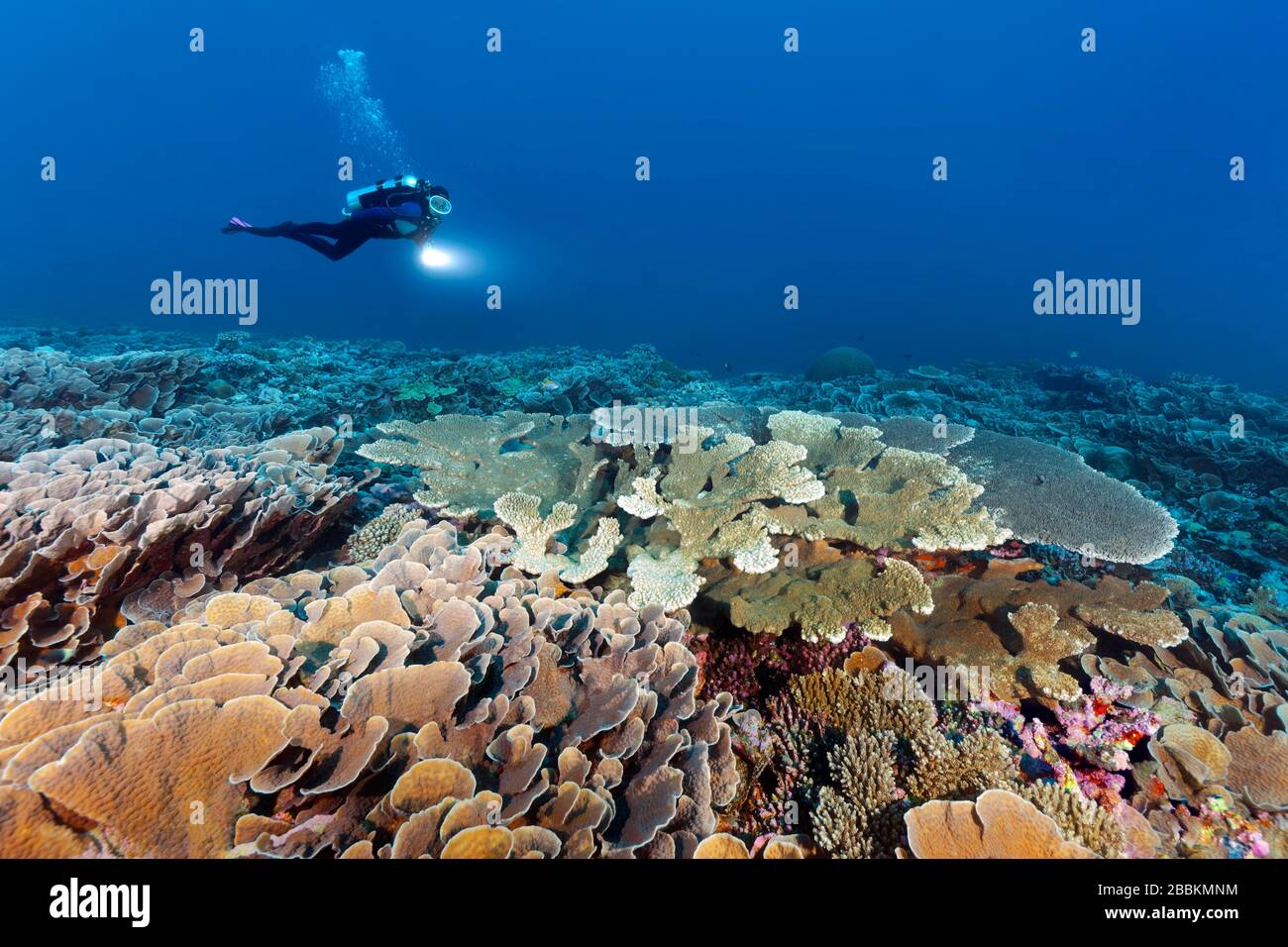Diver with lamp swims over intact coral reef with different stony corals (Scleractinia), Indian Ocean, Maldives Stock Photo