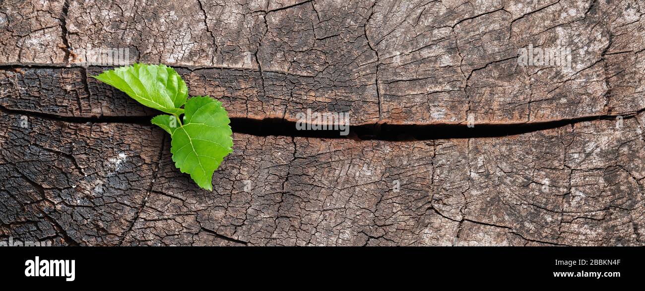 A new life start with the sprout of green leaves on a dead trees stump. Recovery of the Nature Stock Photo