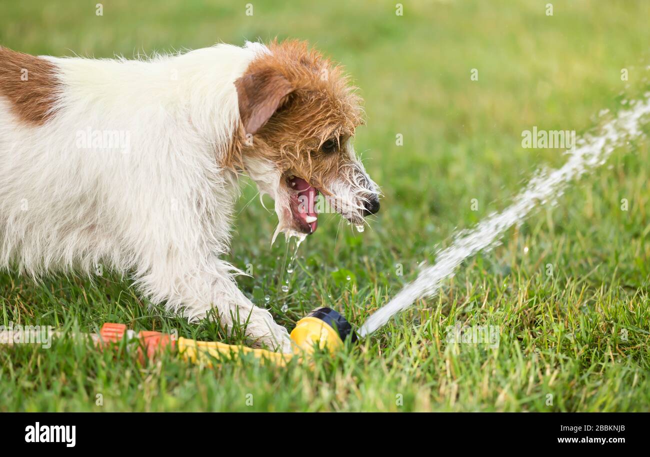 Spray dog hose hi-res stock photography and images - Alamy