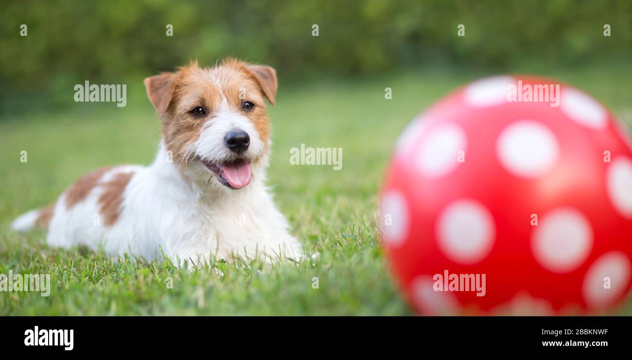 Banner of a happy smiling pet dog puppy as playing with a dotted ball ...