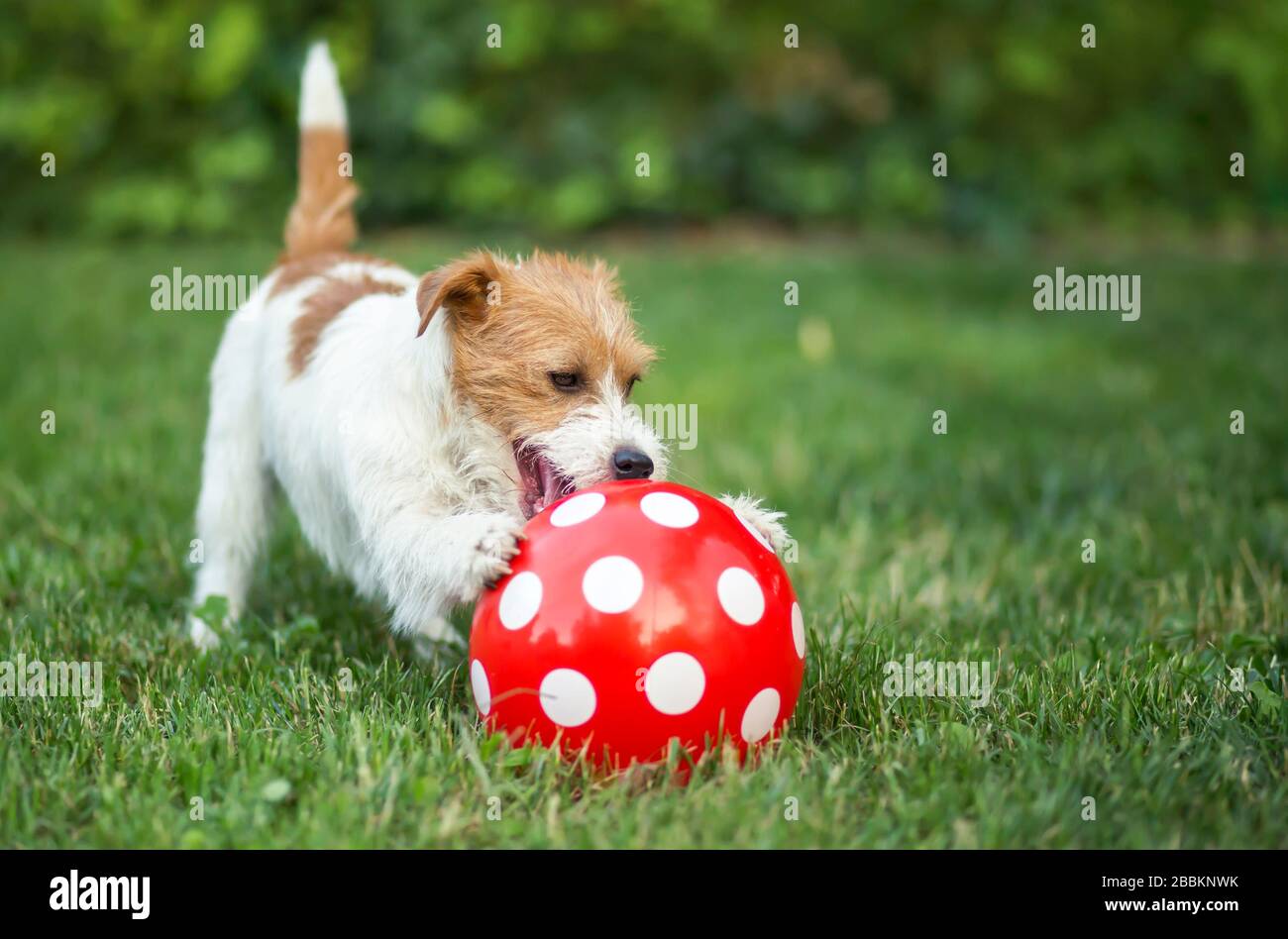Happy pet dog puppy playing with a dotted red ball in summer Stock ...