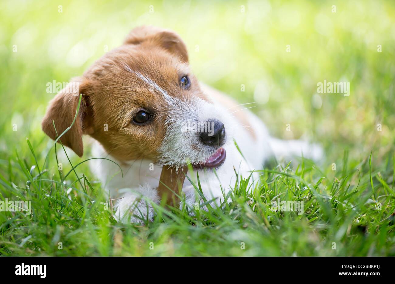 Healthy happy Jack Russell Terrier pet dog puppy chewing bone for