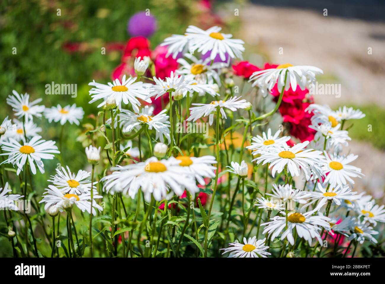 Shasta daisy  (Leucanthemum x superbum ) flowers in a summer garden in a sunny day Stock Photo