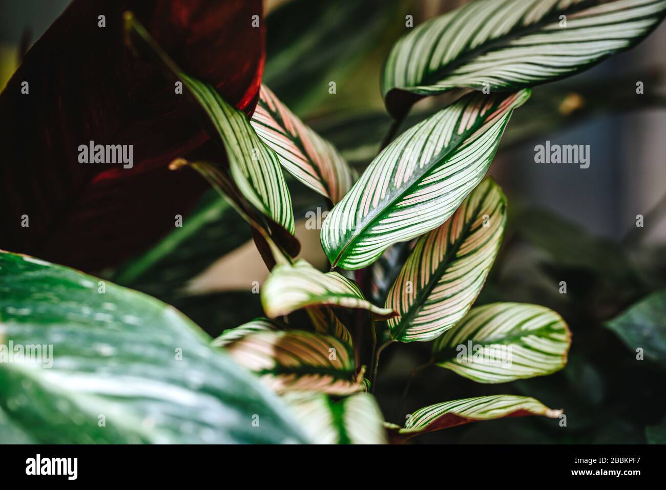Calathea majestica 'White Star' plant in a botanical garden Stock Photo -  Alamy