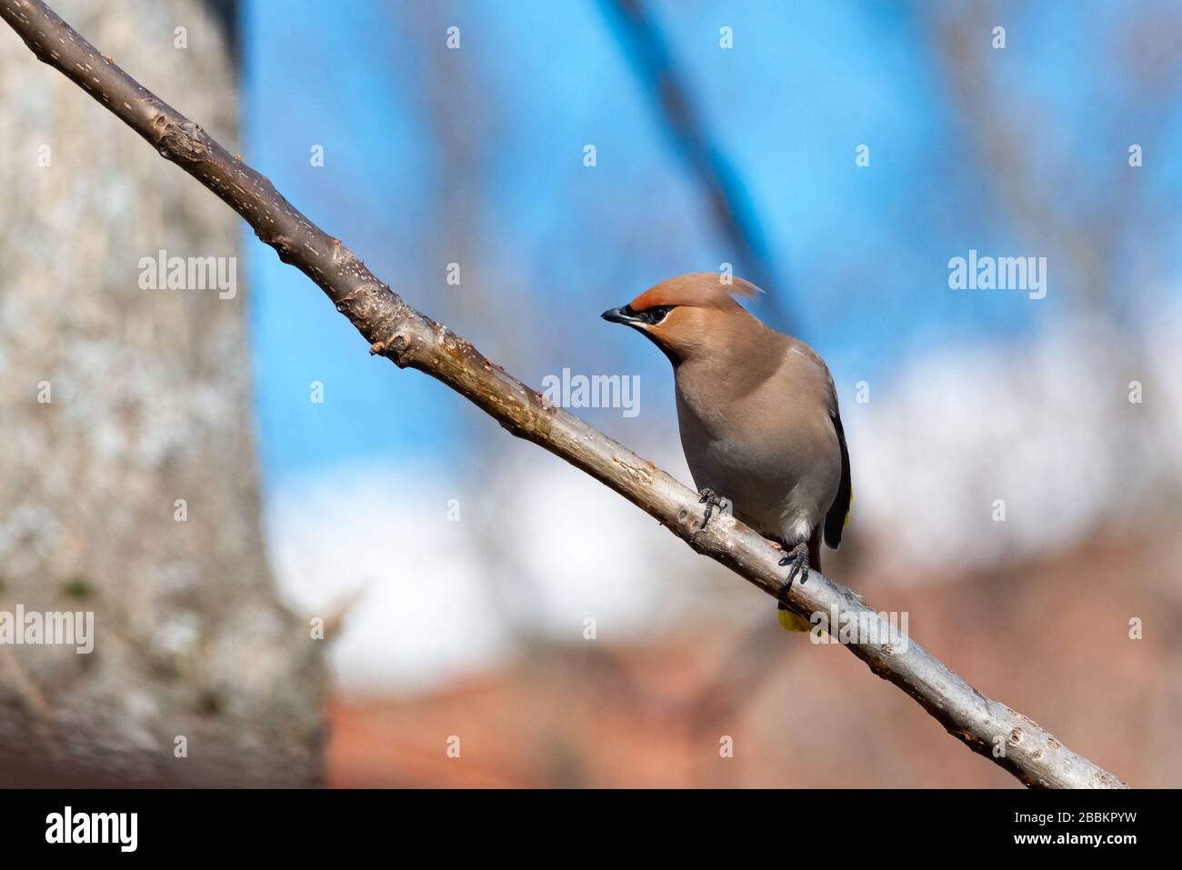 Bohemian waxwing sitting on the branch. Stock Photo