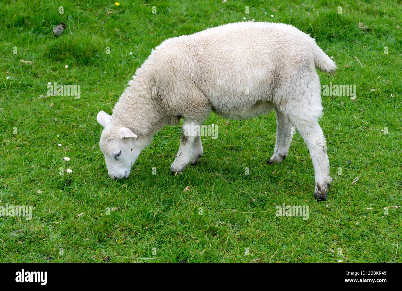 Grazing sheep iona hi-res stock photography and images - Alamy