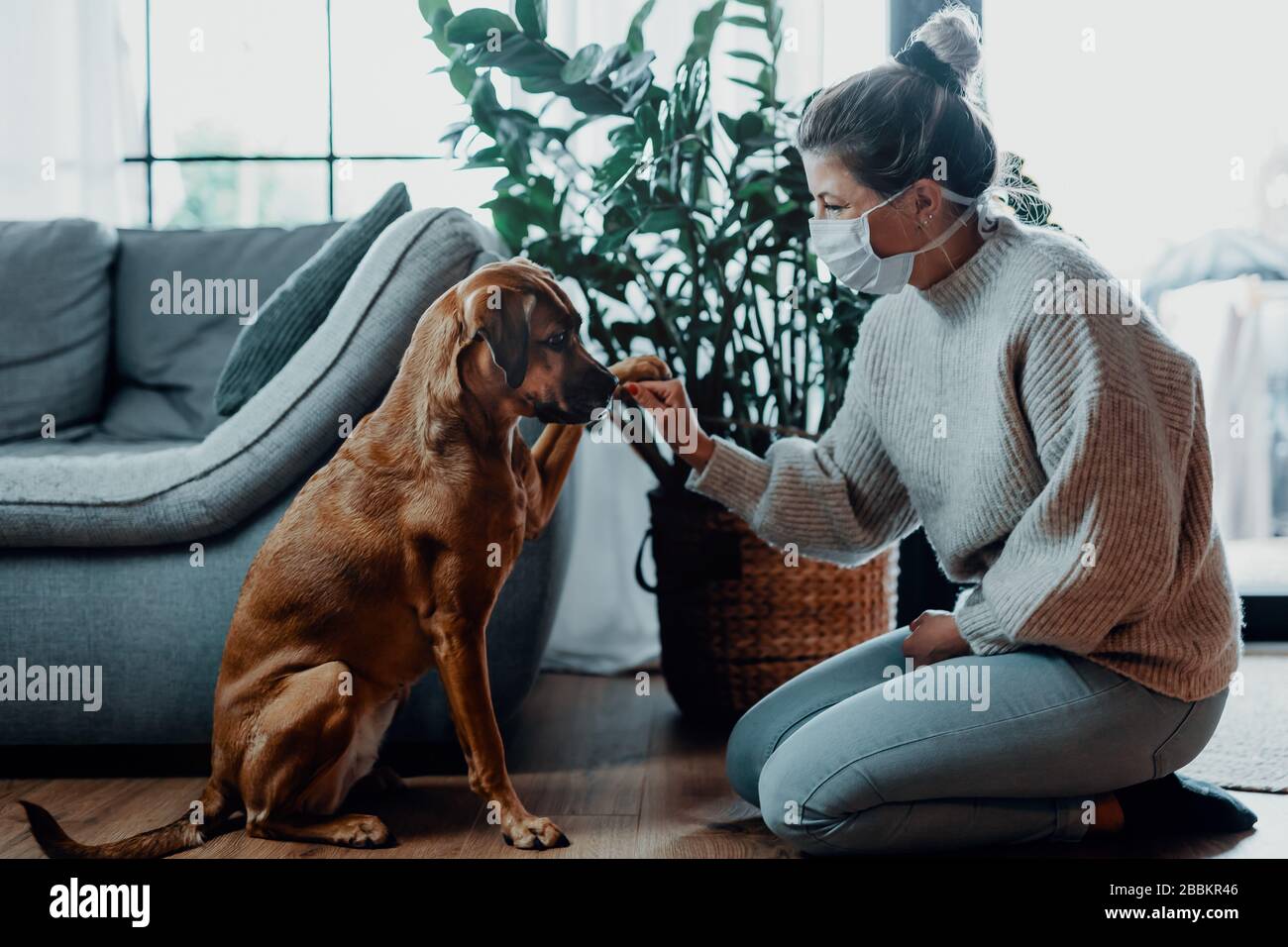 Woman wearing a protective face mask cuddles, plays with her dog at home because of the corona virus pandemic covid-19 Stock Photo