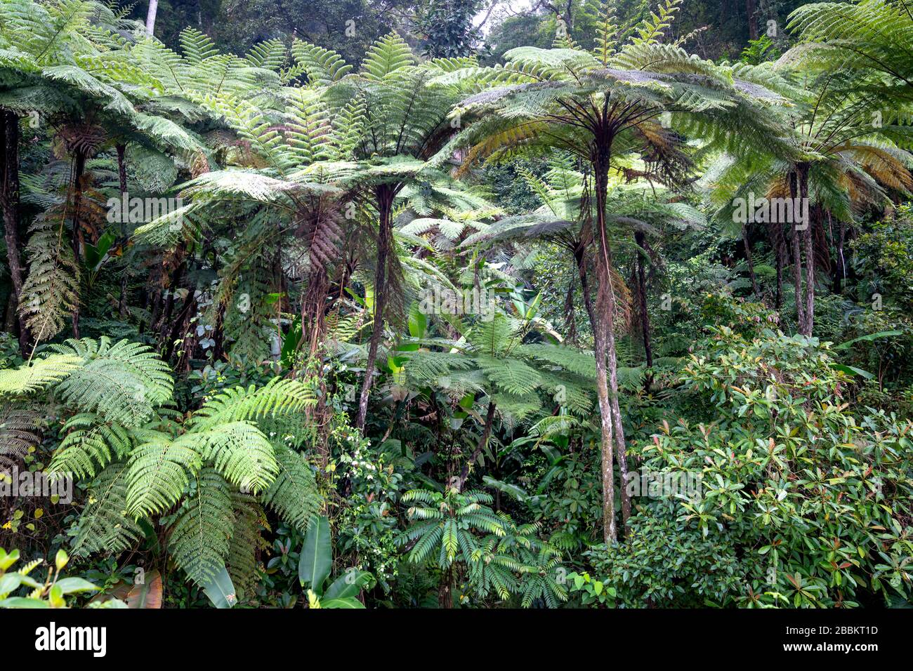 Rainforest many tree ferns hi-res stock photography and images - Alamy