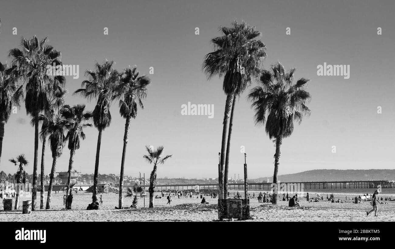 Venice Beach, LA: Scene of Palm Tree, Beach and Ocean. Stock Photo