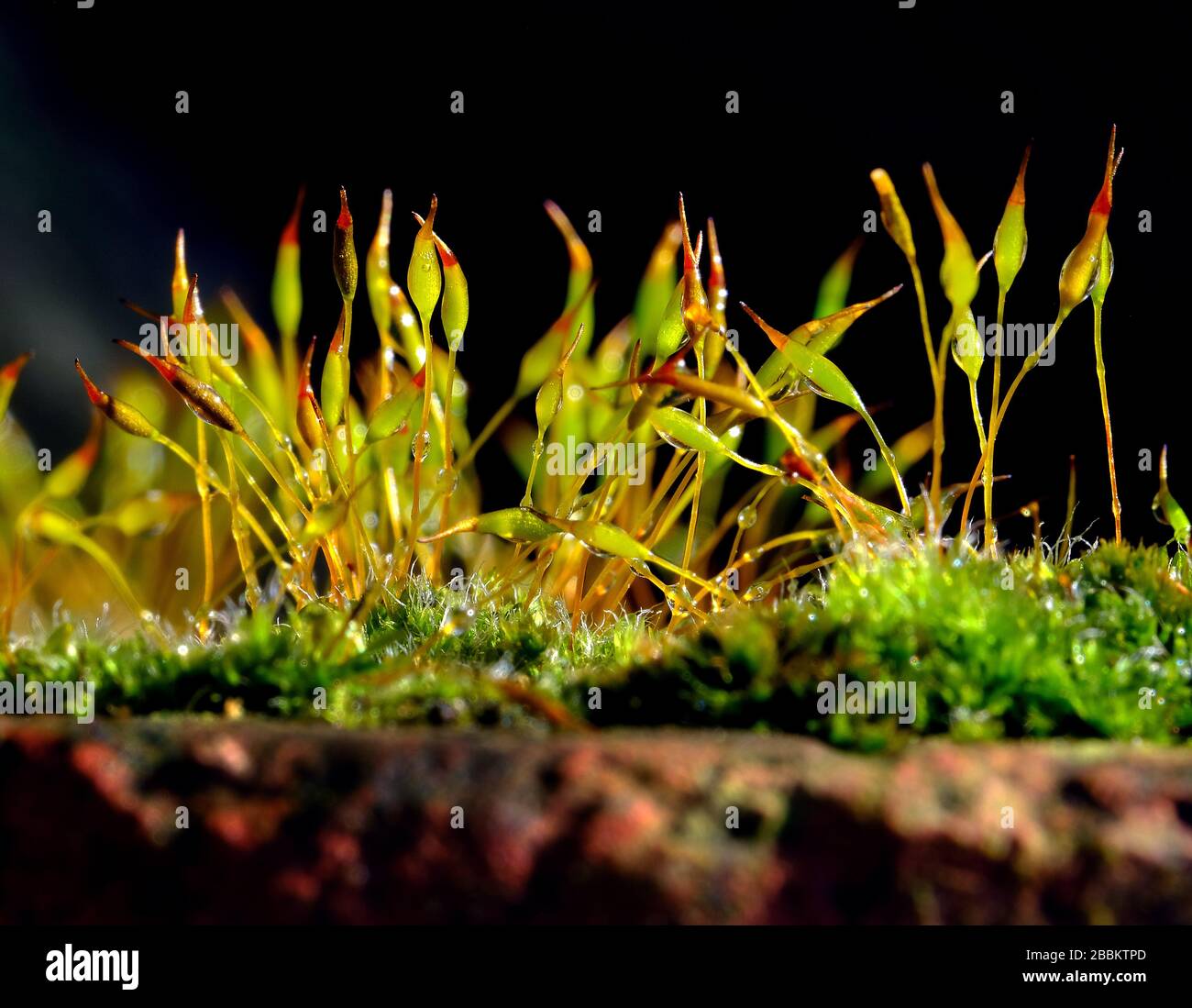 Moss growing in dark damp corner with little light. Stock Photo