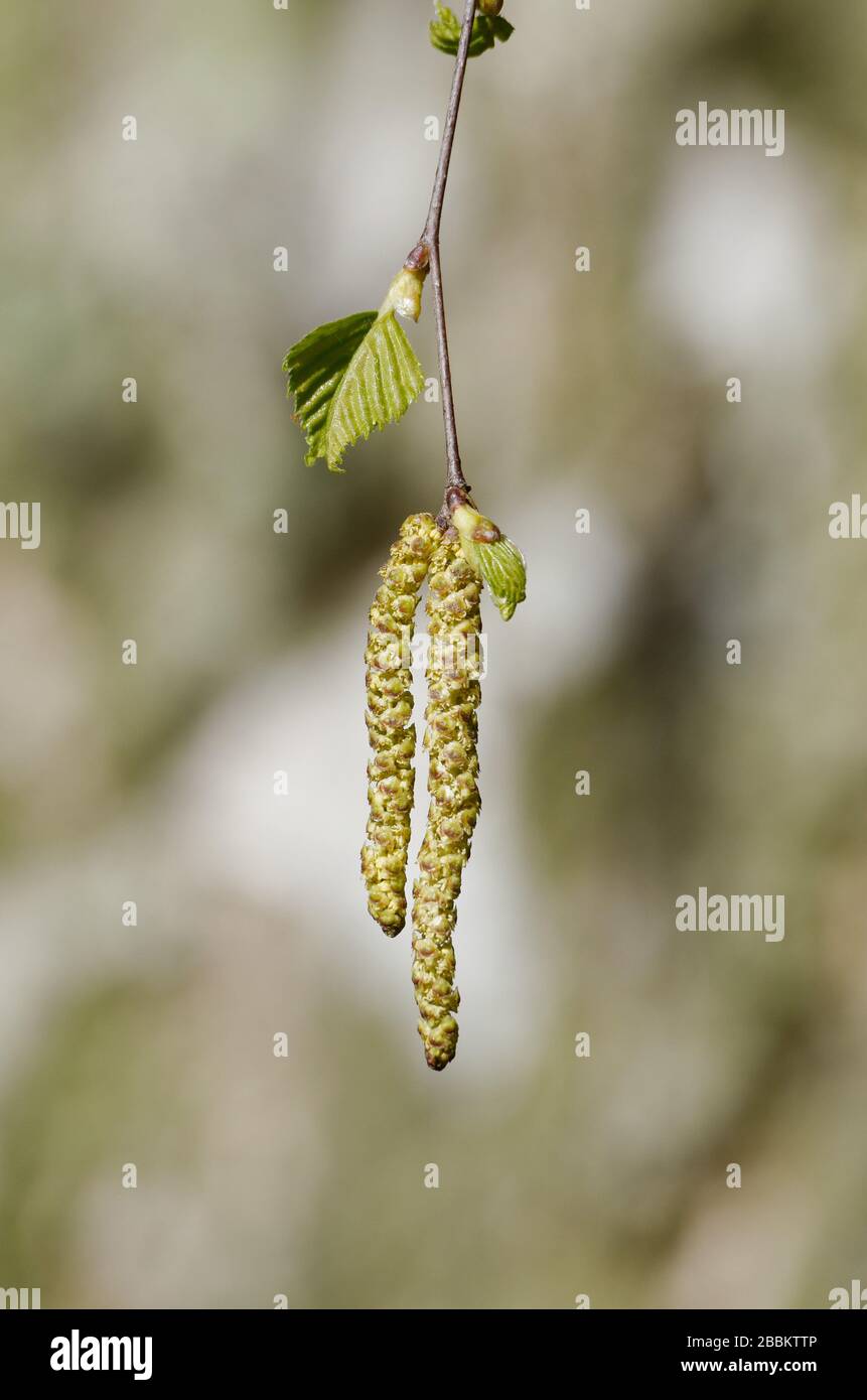 Betula, allergy hazard in spring, birch catkin in front of a birch tree in a blurred background Stock Photo