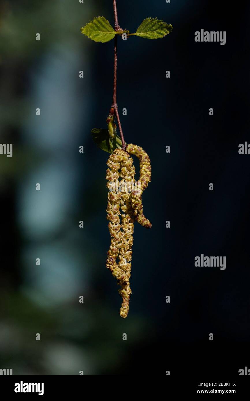 Betula, allergy hazard in spring, birch catkin in front of a birch tree in a blurred background Stock Photo