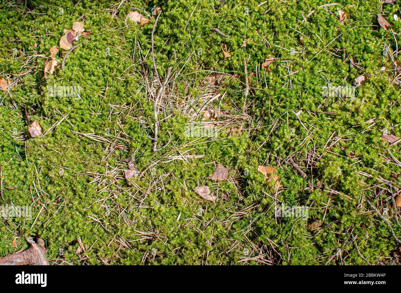 Green moss texture and background.  Forest background. Moss with needles Stock Photo