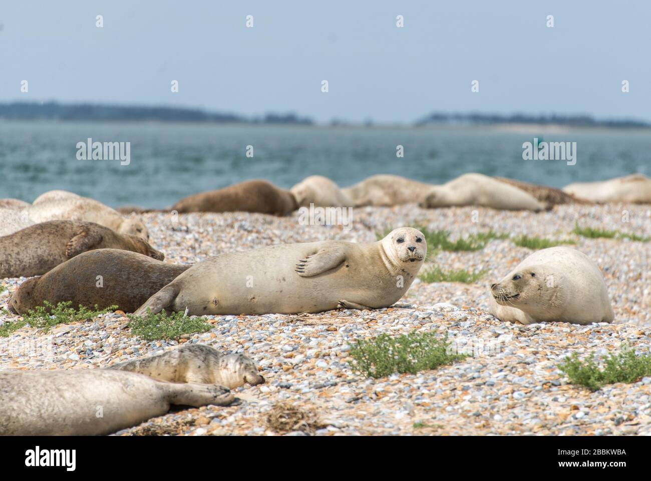 Wildlife UK. Grey seal colony and seal pup. Norfolk, England Stock Photo