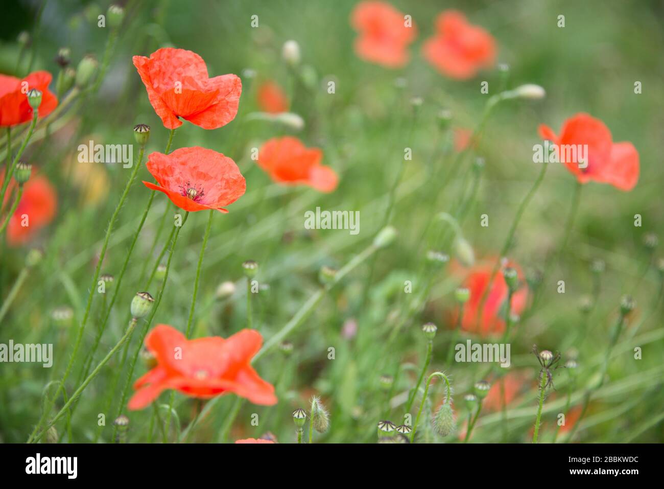 English country garden, red poppies. Norflok UK Stock Photo