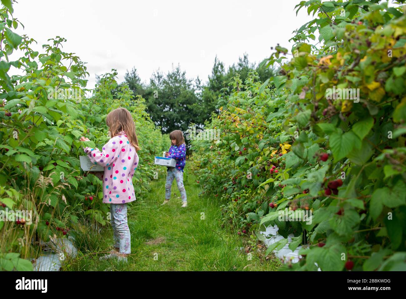 Children raspberry picking in Norfolk, England Stock Photo Alamy