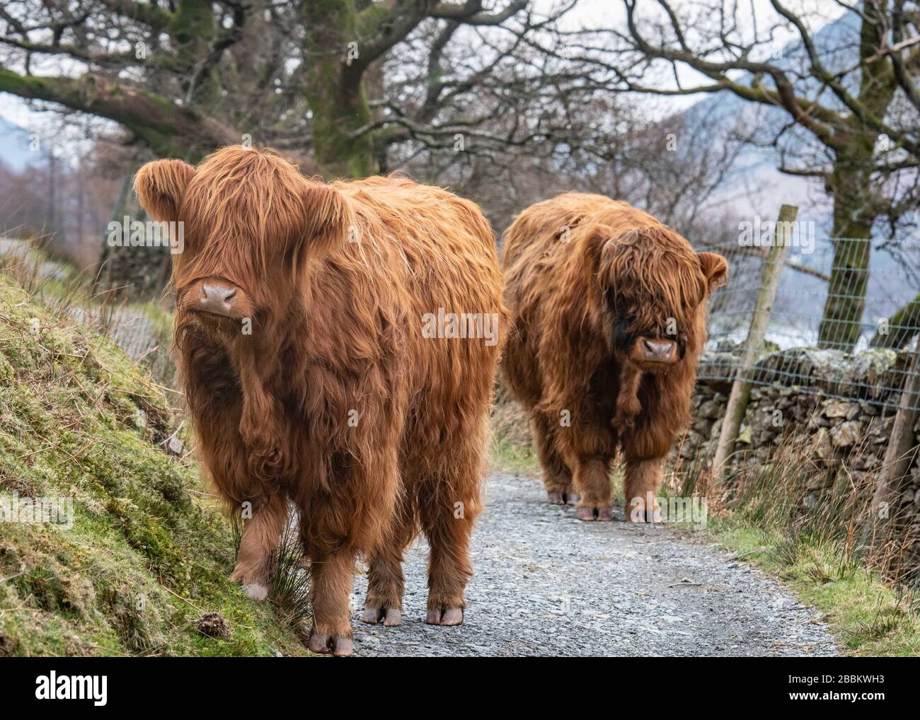 Highland Cow Stock Photo