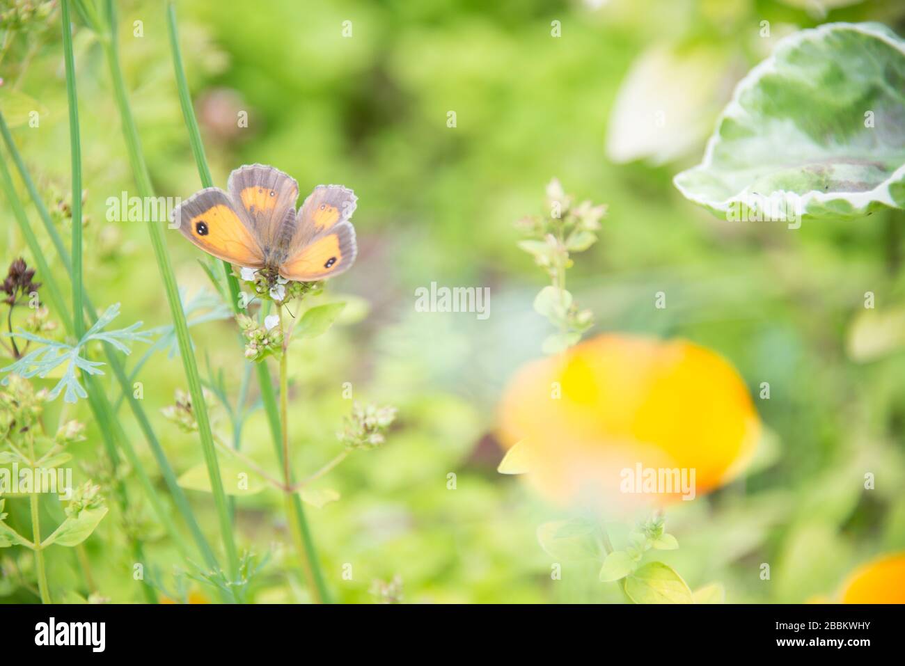 English country garden, Gatekeeper butterfly in a meadow. Norfolk, UK Stock Photo