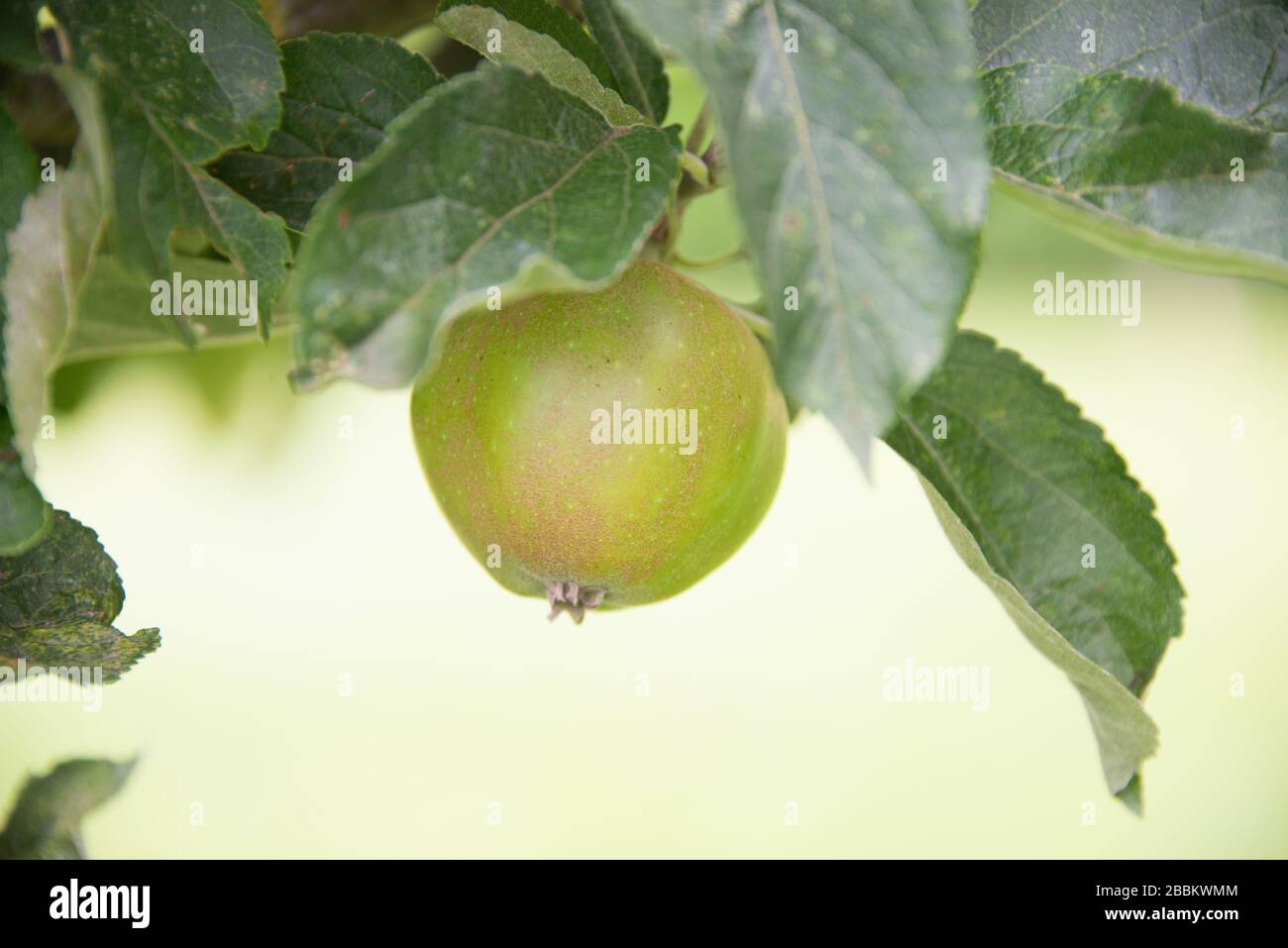 English country garden, apple on a tree. Norfolk UK Stock Photo