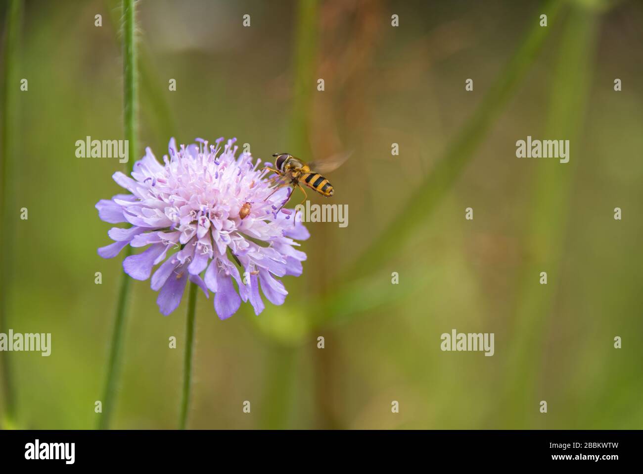 English country garden, hover fly on a purple scabiosa. Norfolk UK Stock Photo