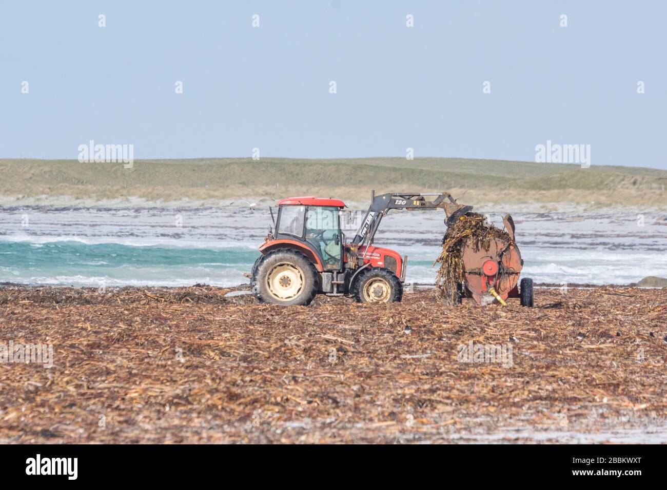A crofter using a tractor to collect seaweed from a beach to use as