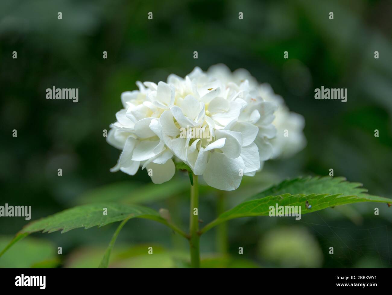 English country garden, White Hydrangea in Norfolk UK Stock Photo