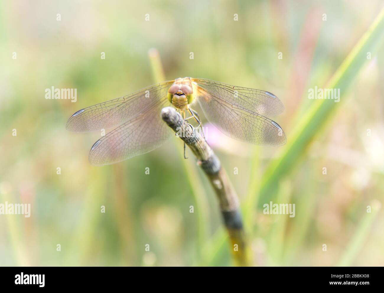 English country garden, Dragonfly in a UK country garden Stock Photo