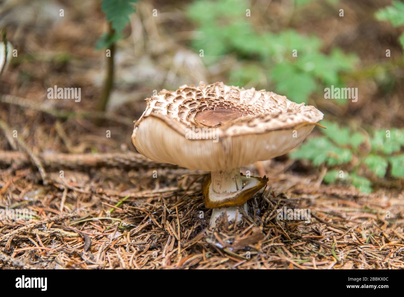 English country garden, wild brown mushroom growing in a woodland. England, UK Stock Photo