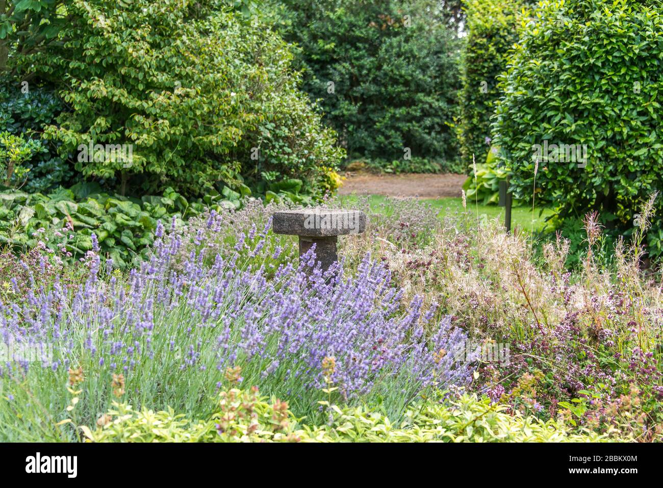 English country garden, stone bird bath surrounded by purple lavender. England,  UK Stock Photo