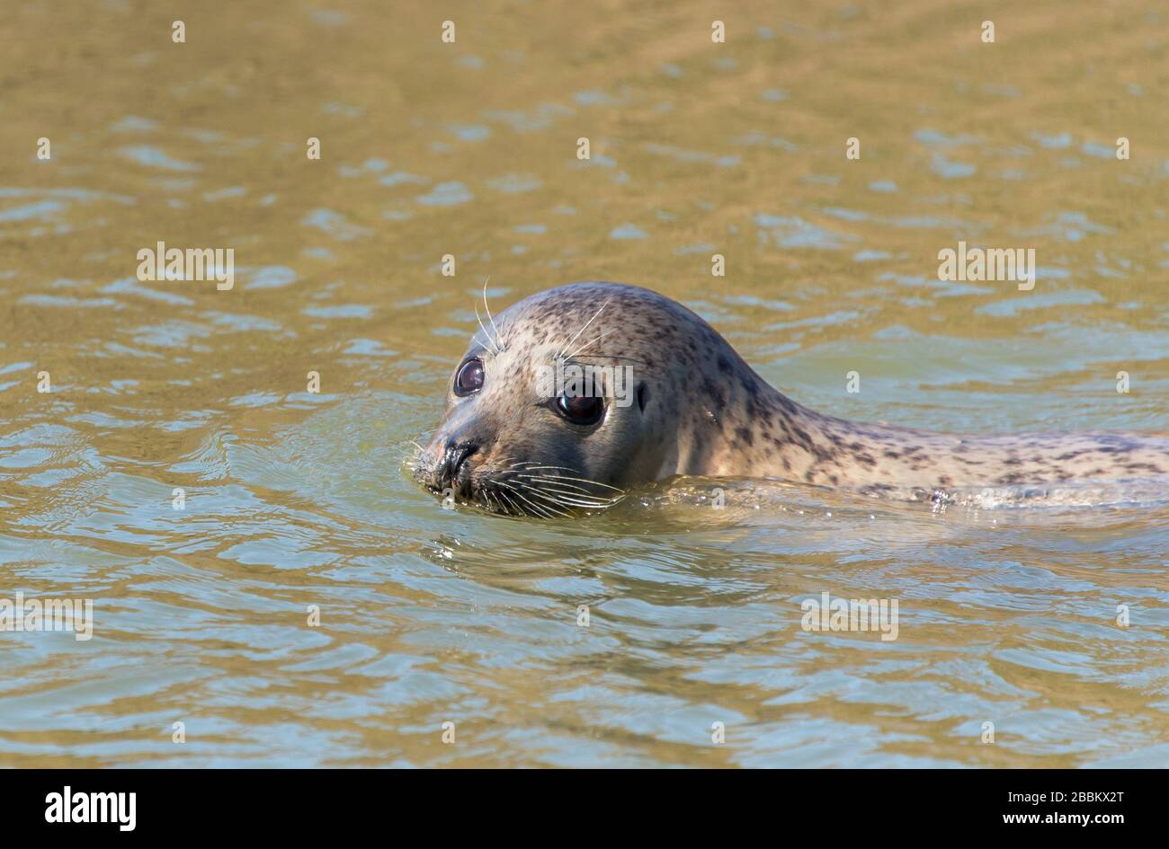 Wildlife UK. Grey seal colony and seal pup. Norfolk, England Stock Photo