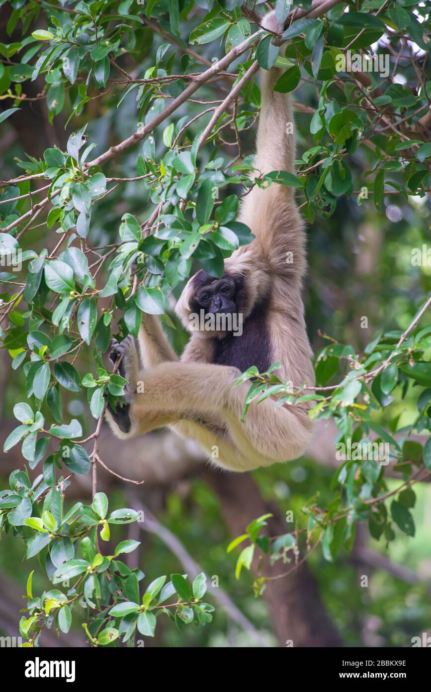 White Cheeked Gibbon cute monkey on tree. Stock Photo