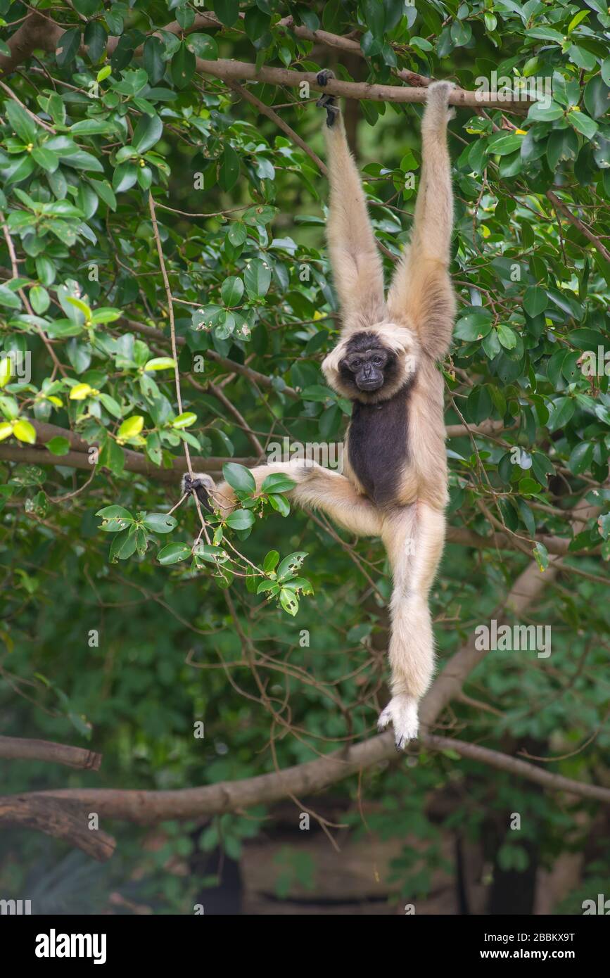 White Cheeked Gibbon cute monkey on tree. Stock Photo