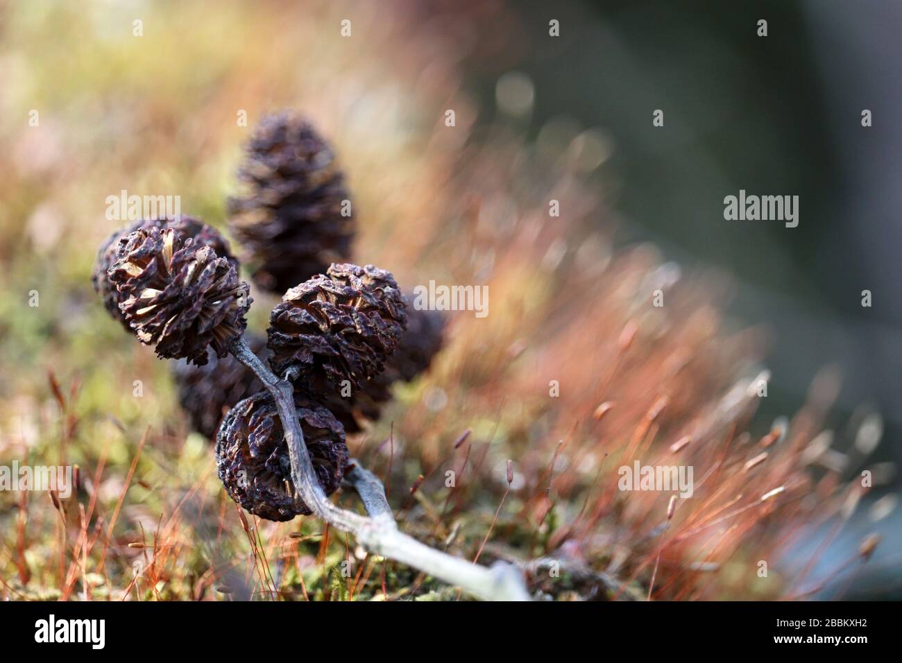 Cones of black alder and green moss in a sunny old forest. Colorful macro shot of fairy nature, dreamy background Stock Photo