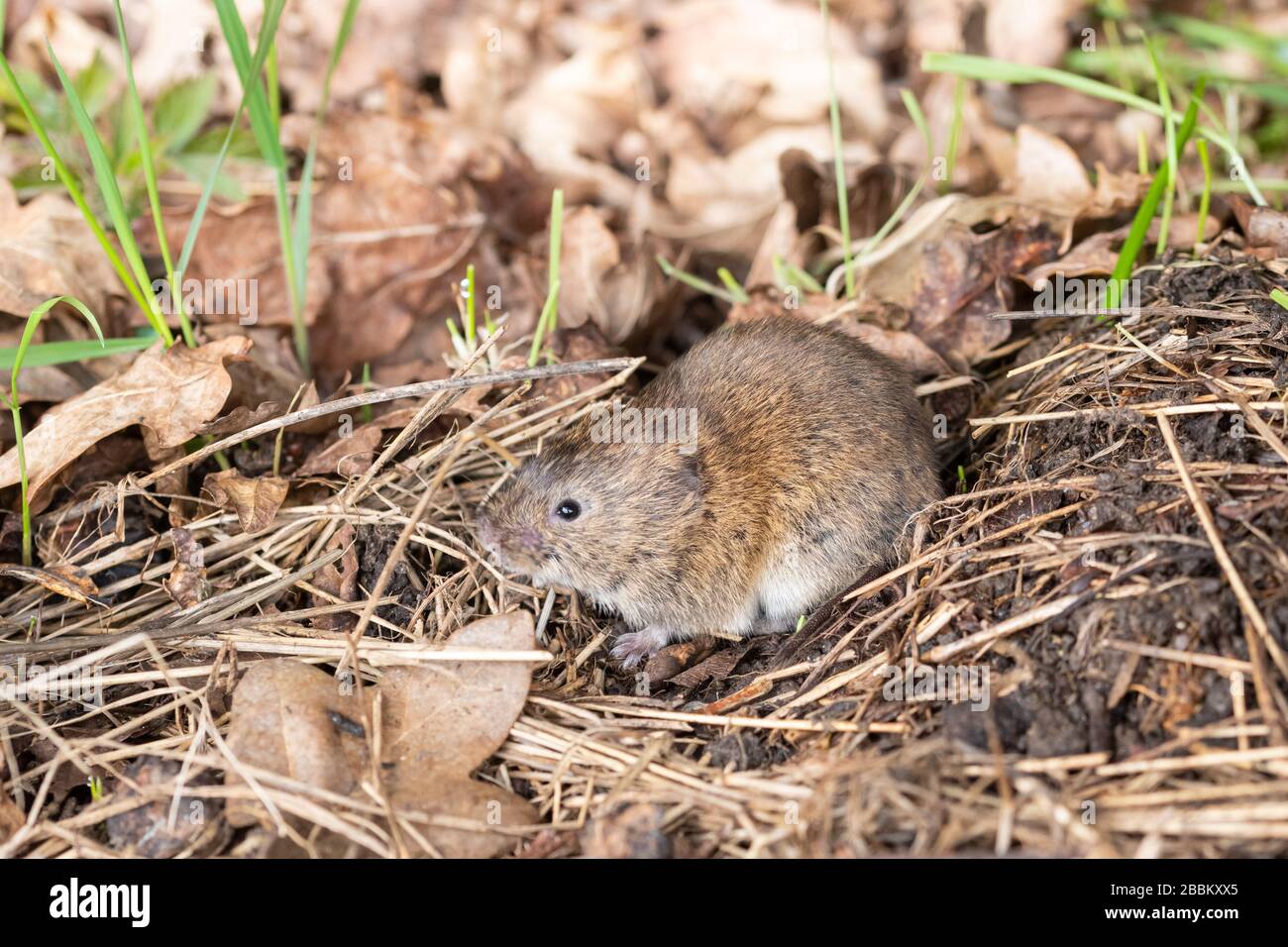 Field vole (Microtus agrestis) also called short-tailed vole, small UK mammal Stock Photo
