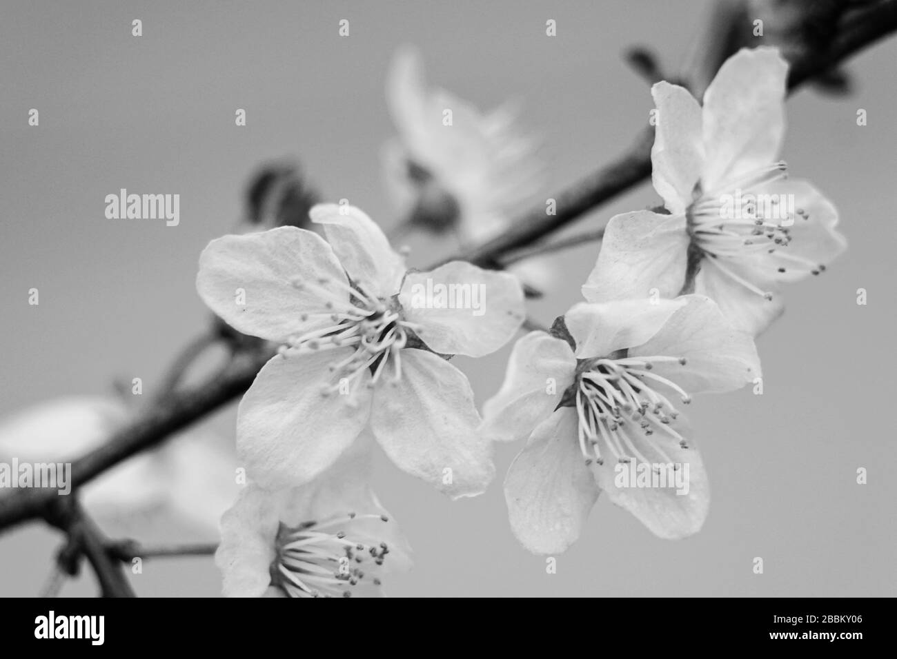 cherry blossom - blooming fruit tree Stock Photo