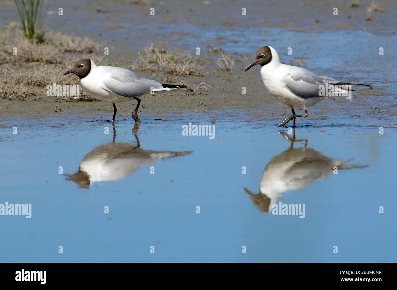 Pair of Adult Black-headed Gulls, Chroicocephalus ridibundus, in Summer Plumage, Reflected in Vaccarès Lake Camargue Wetlands Provence France Stock Photo