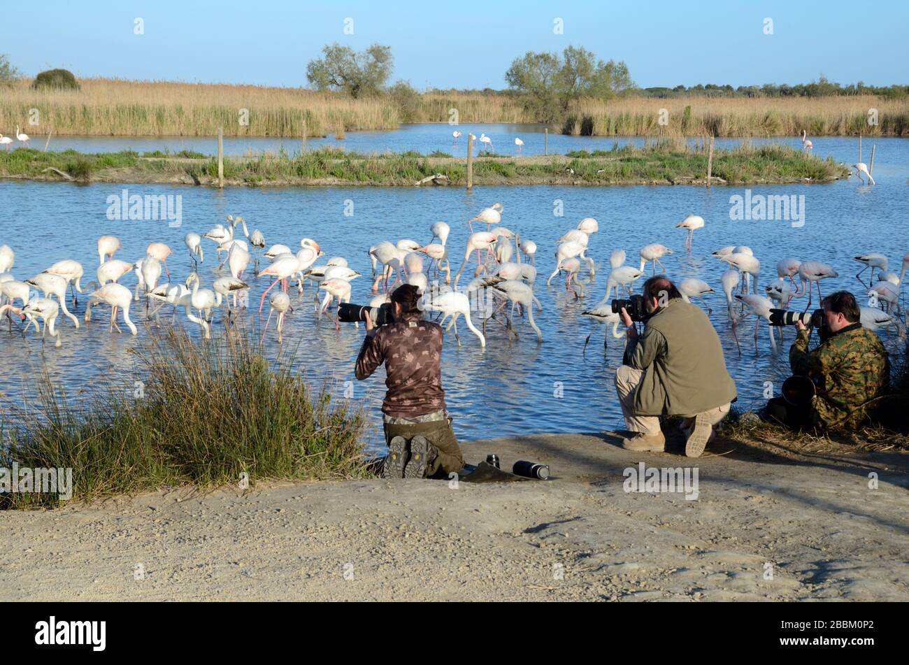 Wildlife Photographers Photographing Greater Flamingoes or Flamingos, Phoenicopterus roseus, in Camargue Wetlands or Nature Reserve Provence France Stock Photo