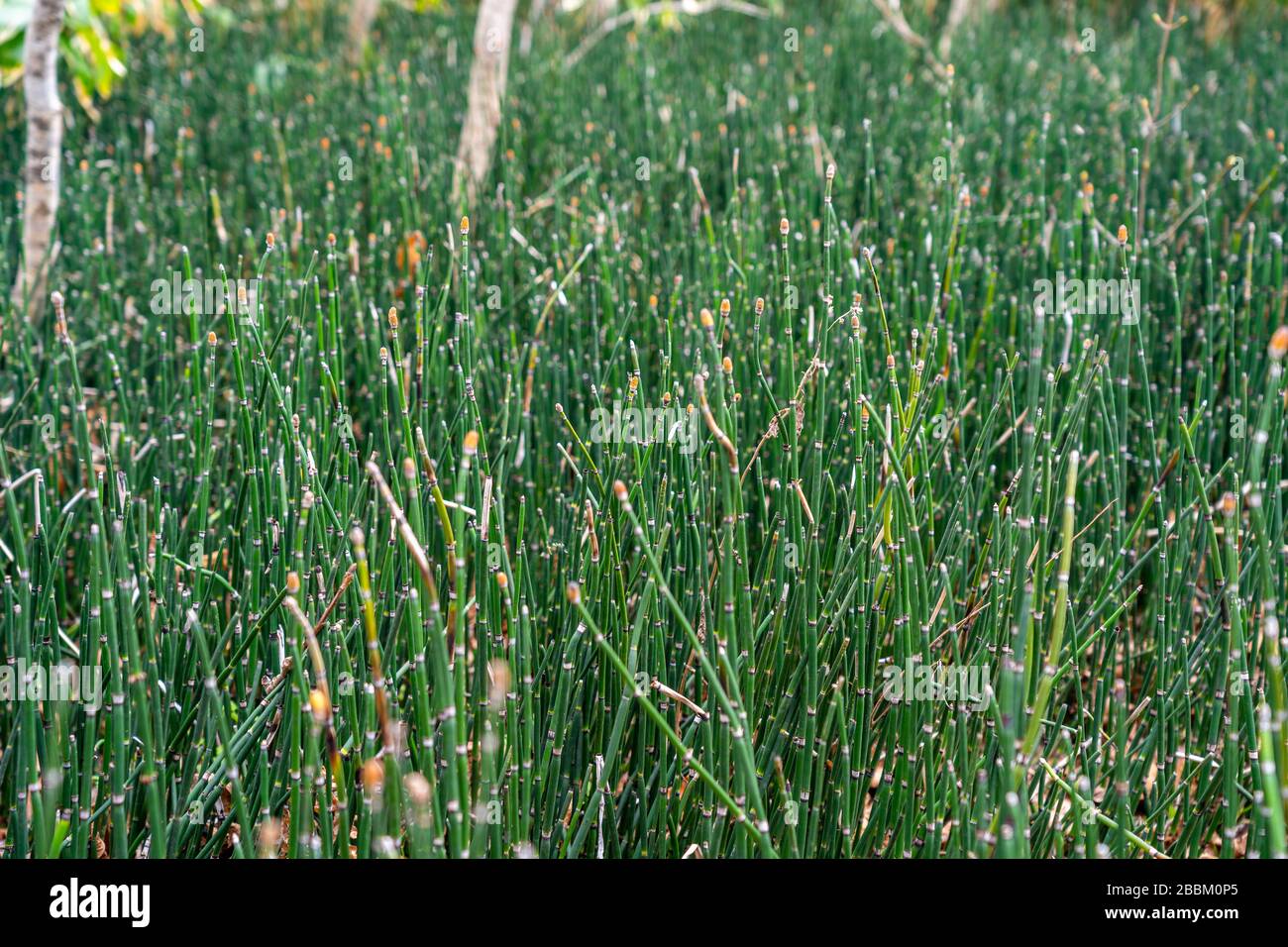 Close-up Green Equisetum hyemale during the springtime Stock Photo
