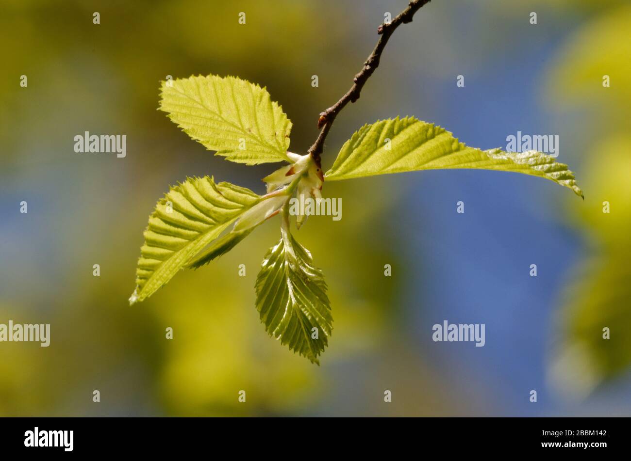 carpinus betulus, young leaves of a common hornbeam against a blurred green-blue background in spring Stock Photo