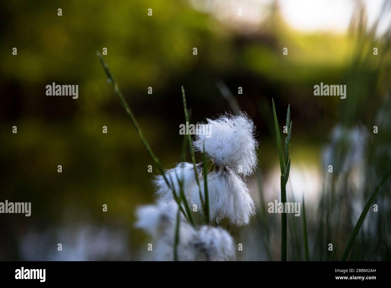 Grass blooming near water pond, white blossom, fluffy light in evening light, surrounded by green grass. Stock Photo