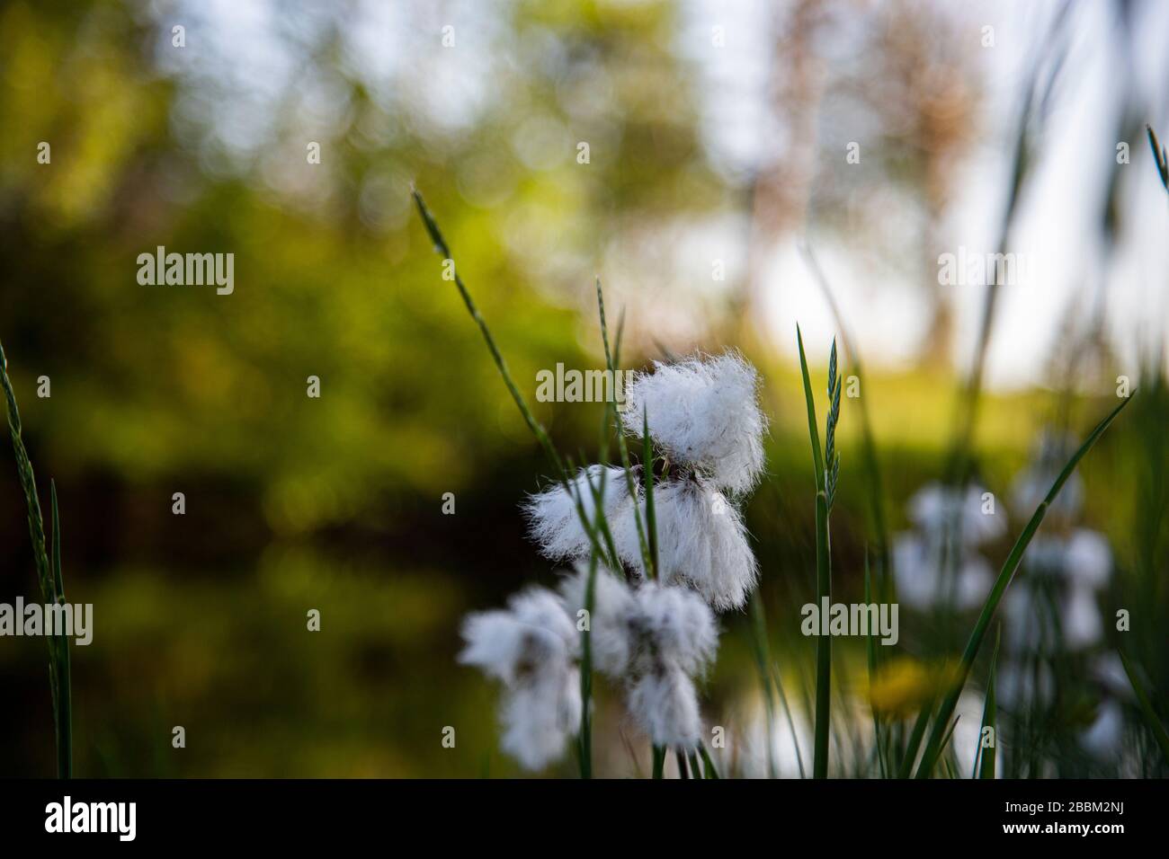 Grass blooming near water pond, white blossom, fluffy light in evening light, surrounded by green grass. Stock Photo