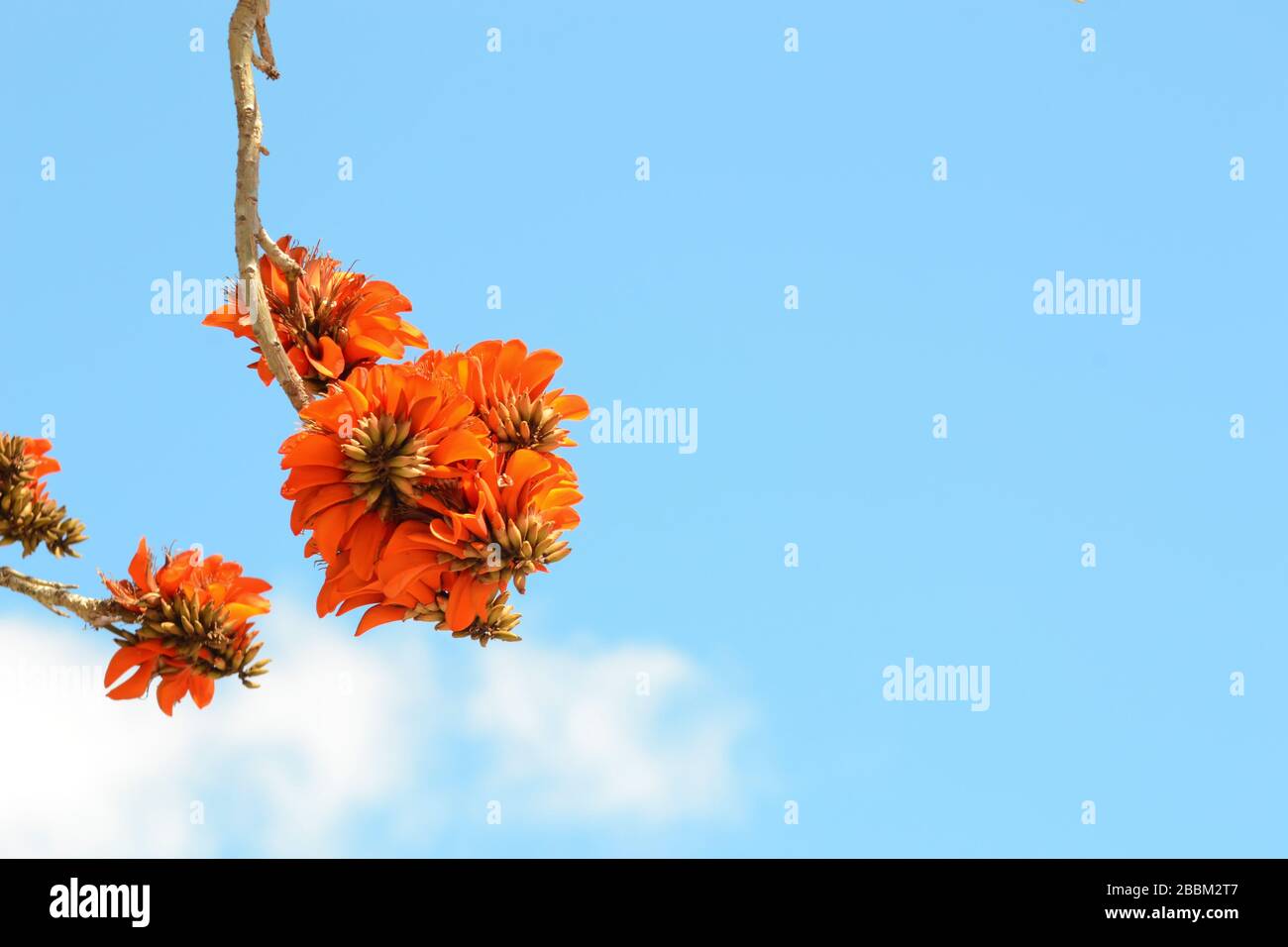 Erythrina caffra. Erythrina's flower cluster caffra Stock Photo