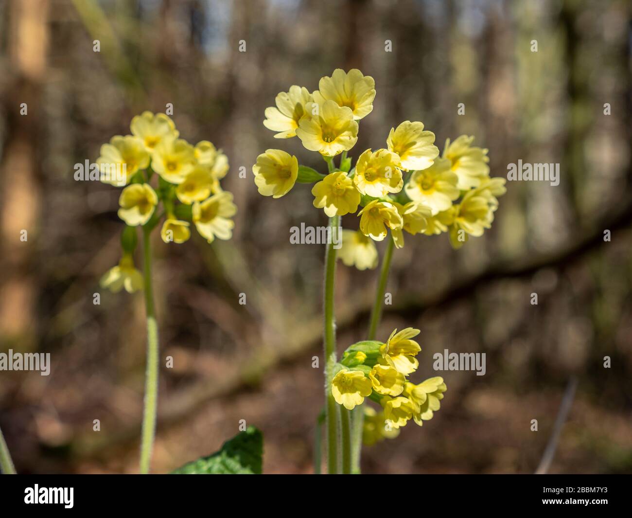 Oxlip or true oxlip (Primula elatior), Bavaria, Germany, Europe Stock Photo