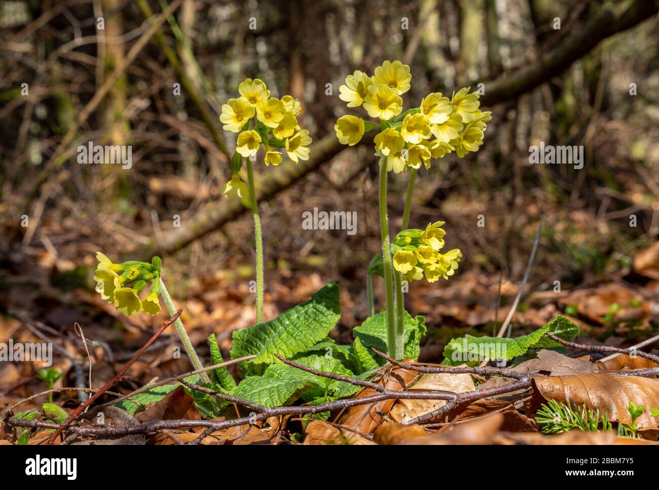 Oxlip or true oxlip (Primula elatior), Bavaria, Germany, Europe Stock Photo