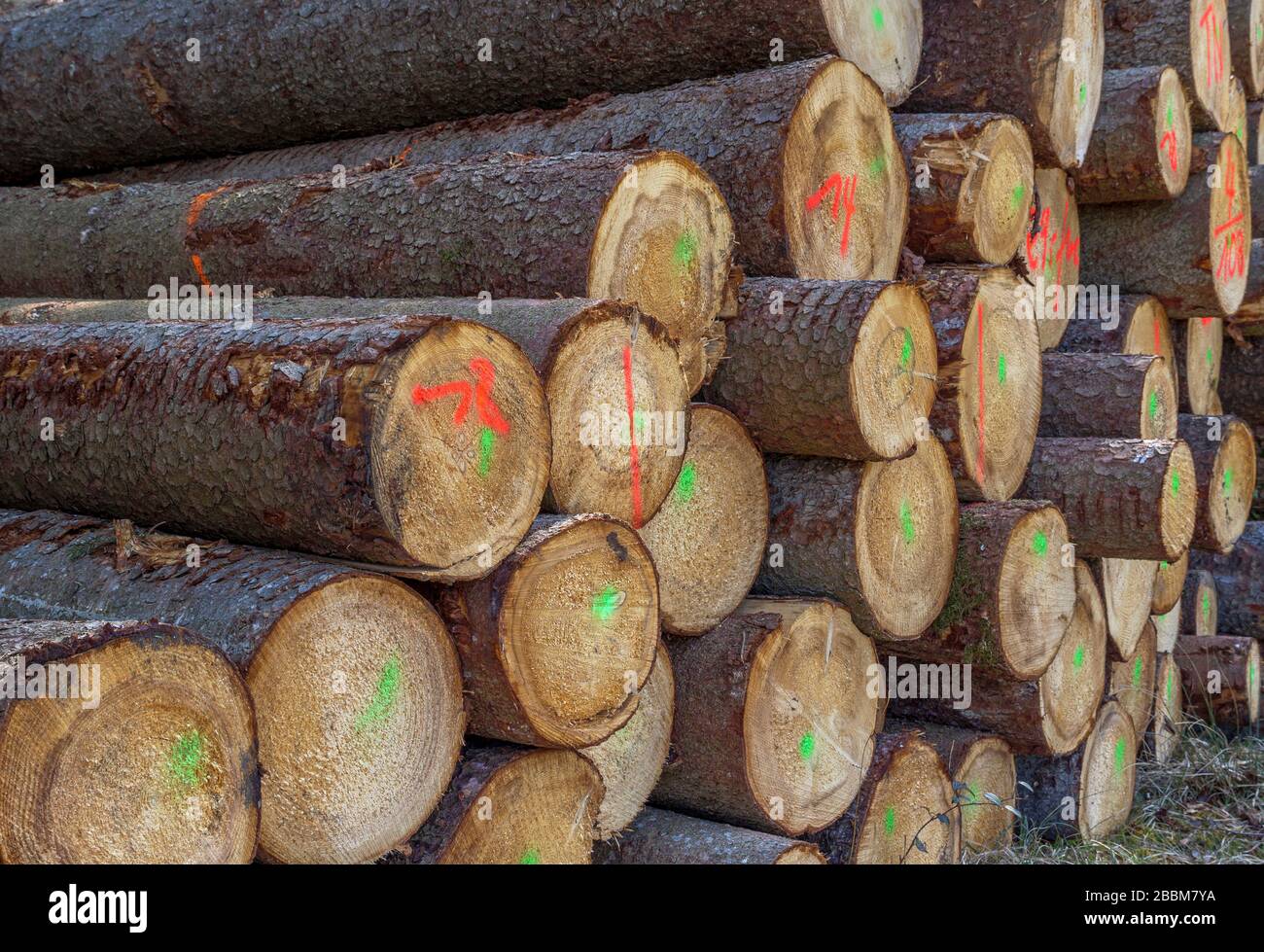 Wood industry, Stacked logs, Bavaria, Germany, Europe Stock Photo