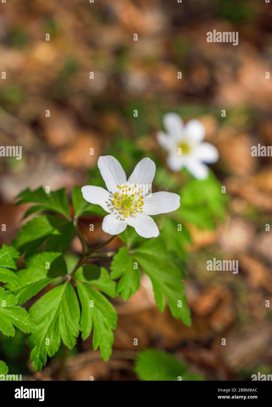 Wood anemone (Anemone nemorosa), white flower, Bavaria, Germany, Europe